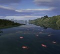 fish schooling and swimming away